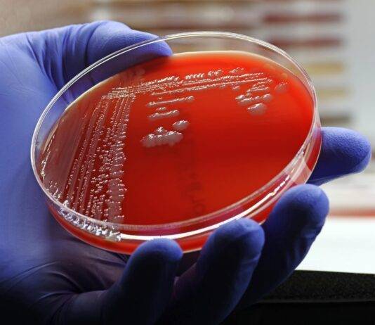 Hoe een fundamentele chemietruc vancomycine tegen superbacteriën herstelde