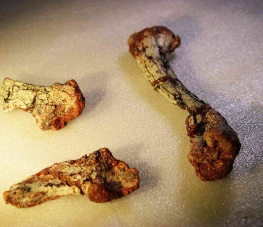 Come un osso perduto di una gamba ha scoperto un rettile triassico di 240 anni in Brasile