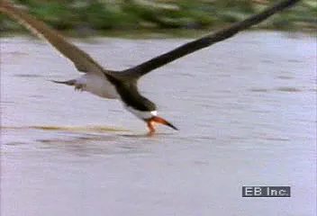 Як скопа використовує свою асиметричну дзьоб для лову риби